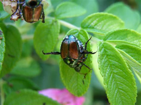 How To Deal With The Japanese Beetle Greenhouse Canada