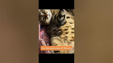 Alex Il Mio Gatto In Modalità Relax Youtube