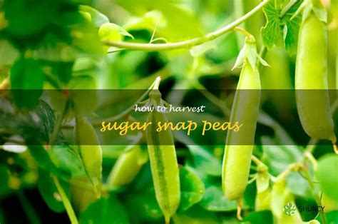 Harvesting Sugar Snap Peas A Step By Step Guide Shuncy
