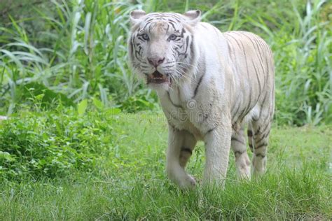 A White Bengal Tiger Is Detecting Prey With Its Keen Sense Of Smell