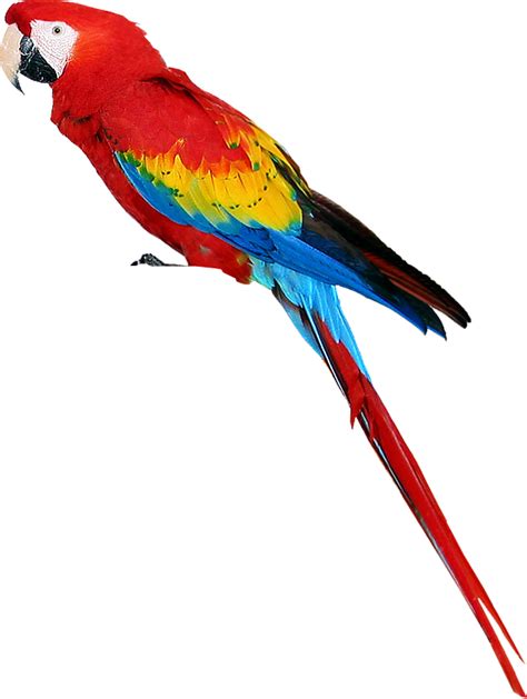 Colorful Parrot Png Images Free Download