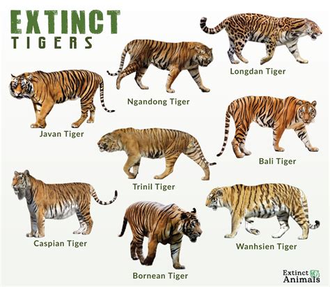 Types Of Extinct Tiger Species And Subspecies