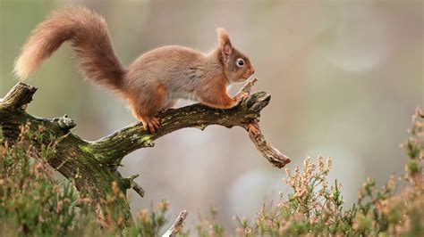Animal Squirrel 4k Hd Wallpapers Hd Wallpapers Id 33289