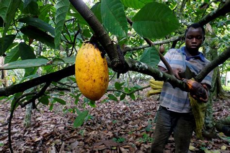 The sight of children carrying machetes or pesticide equipment is common throughout ivory coast's cocoa far too many children are in the worst forms of child labour and that is unacceptable to us. Child labour on Ivory Coast cocoa farms rises during ...