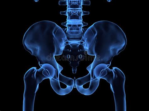 Human Skeletal Hips Stock Illustrations 64 Human Skeletal Hips Stock