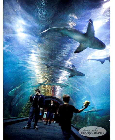 Adventure Aquarium Places To Visit In New Jersey