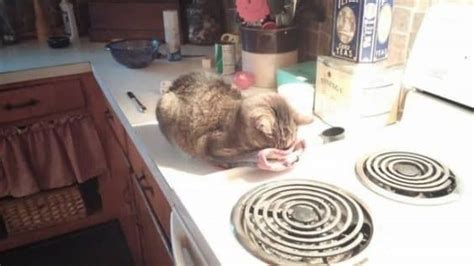 21 Images Of Cats Sitting And Sleeping Exactly Where They Shouldnt Be