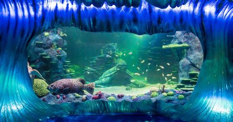 Panasonic Helps Sea Life Sydney Aquarium Go Live During Lockdown