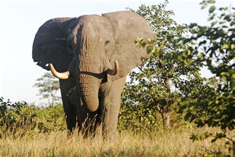 Hunting Elephant Africa