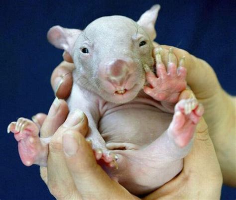 Ugly But Cute Baby Animals 55 Pics