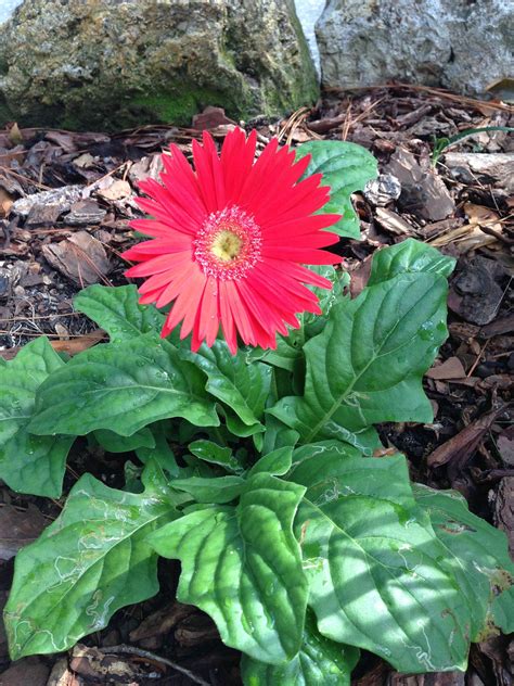 The Gerbera Daisy Is Known Mainly In The Us As A Potted Annual But