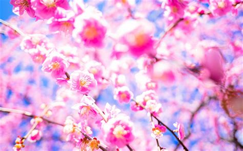 Download Wallpapers Sakura Cherry Blossom Japan Cherry Garden Pink