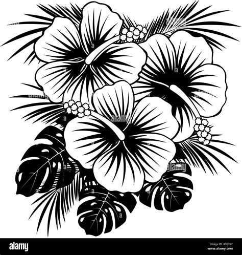 Hawaii Hibiscus Flower Black And White Stock Photos And Images Alamy