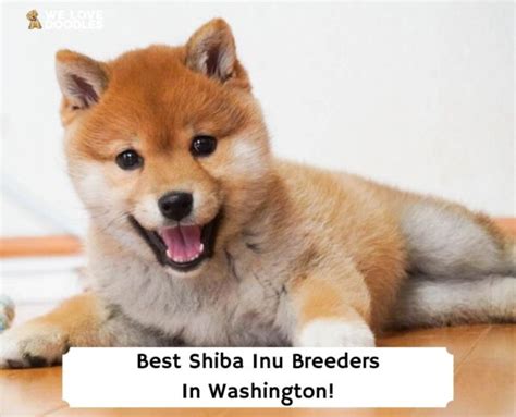 5 Best Shiba Inu Breeders In Washington 2023 We Love Doodles