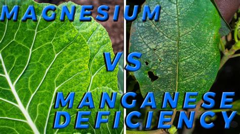 Lesson How To Distinguish Magnesium Vs Manganese Deficiency Youtube
