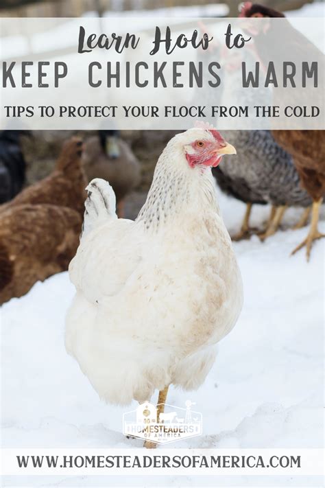 How Do You Keep Chickens Warm Homesteaders Of America