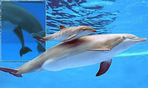 Video Captures Adorable Moment Bottlenose Dolphin Gives Birth And Helps