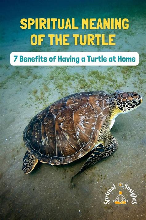 The Spiritual Meaning Of The Turtle Is Present In Many Ancient Stories