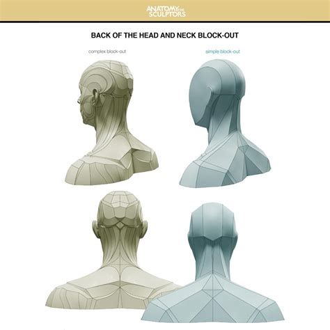 Anatomy For Sculptors The Back Of The Head And Neck