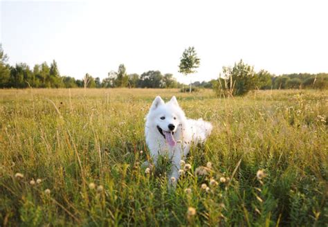 15700 Samoyed Dog Stock Photos Pictures And Royalty Free Images Istock
