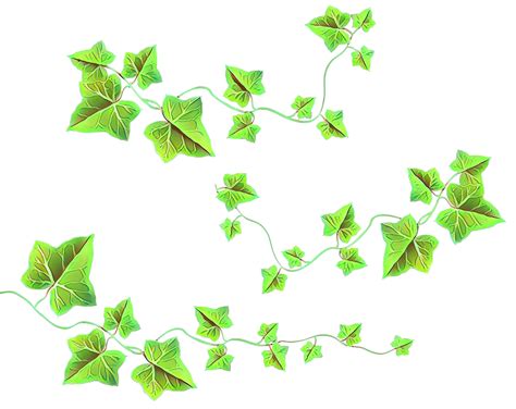 Ivy Clipart Free Download Transparent Png Clipart Lib