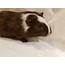 Piggies Galore – Owner Surrenders 40  Guinea Pigs GivingTuesday