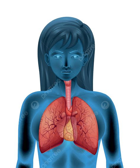 Human Respiratory System Pipe Air Lung Vector Pipe Air Lung Png And