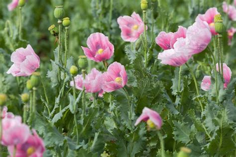 Pink Poppy Field Royalty Free Stock Image Image 25565626