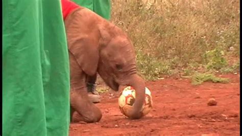 Baby Elephants Playing Soccer