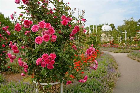 33 Dreamy Rose Garden Ideas To Ignite Your Imagination Stunning Photos
