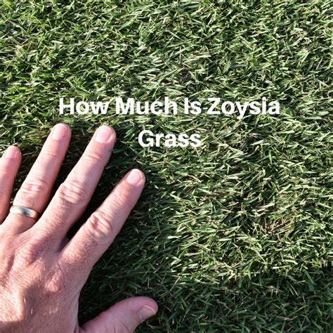 We did not find results for: How Much Is Zoysia Grass at Houston Grass South - Video - Pearland Sugar Land