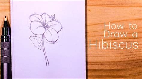 How To Draw A Hibiscus Flower Step By Easy Best Flower Site