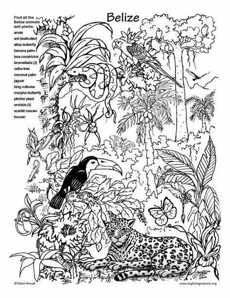 Crafts Creatures In A Tropical Rainforest Craft Coloring Pages