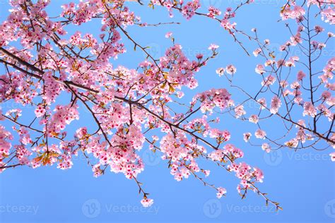 Cherry Blossom Sakura Pink Flower Against Blue Sky Beautiful On