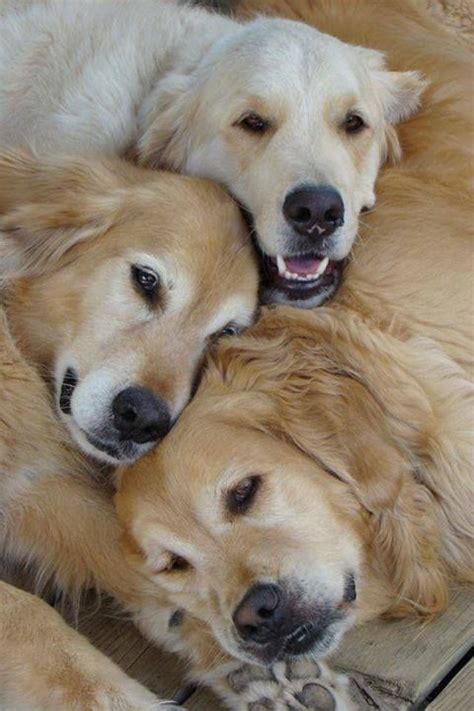 How To Treat Your Golden Retriever Hot Spot Home Remedy Dogs Golden