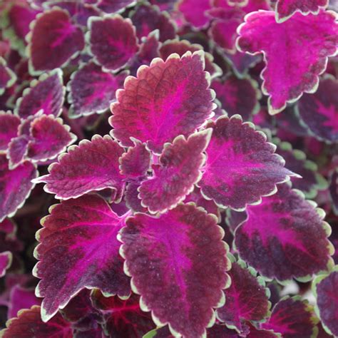 Coleus Trailing Rose Beds And Borders