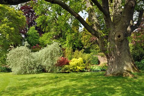 10 Most Valuable Trees In Uk Gardens Is One Of Them In Your Garden