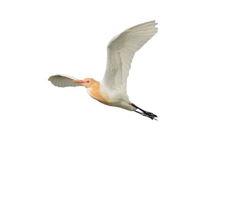 Collection Of Egret Png Hd Pluspng
