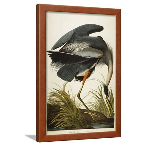 Great Blue Heron Vintage Bird Illustration Framed Print Wall Art By