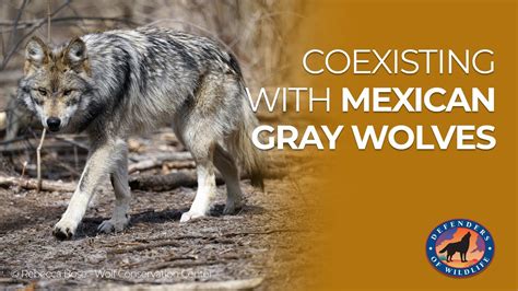 Coexisting With Mexican Gray Wolves Youtube