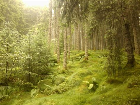 norwegian forest by dragonkira on deviantart