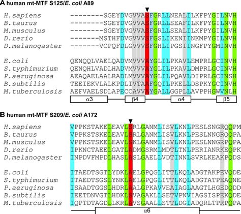 Multiple Sequence Alignment Of Different Eukaryotic And Bacterial
