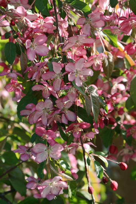 Ruby Tears Crabapple Plant Library Pahls Market Apple Valley Mn