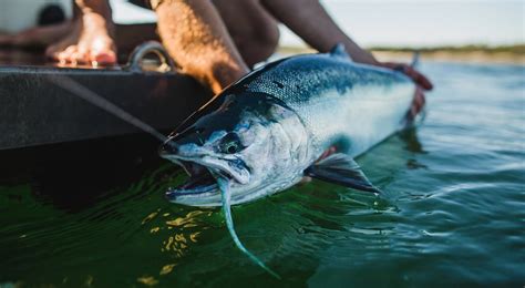 Saltwater Fly Fishing Near Prince Rupert Bc With Sunset Charters