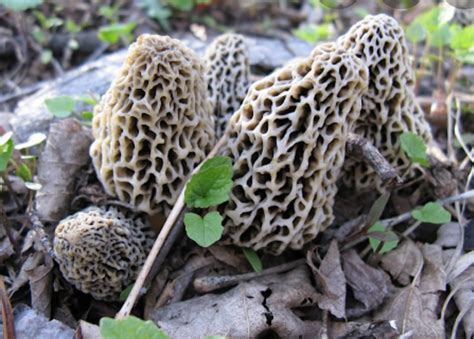 Mid Missouri Morel Hunting And Wild Mushroom Identification