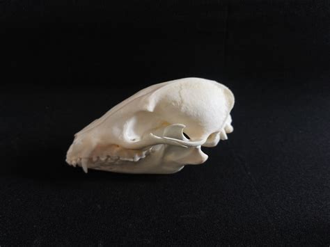 Raccoon Dog Skull Real Tanuki Skull Animal Sheep Goat Skull Etsy