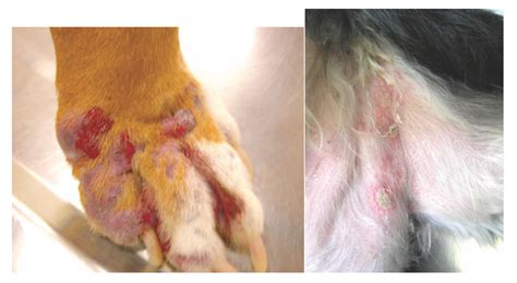 Pyoderma Cat Bacterial Infection Skin