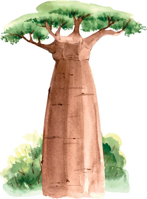 African Baobab Tree In Nature Watercolor Close Up Illustration