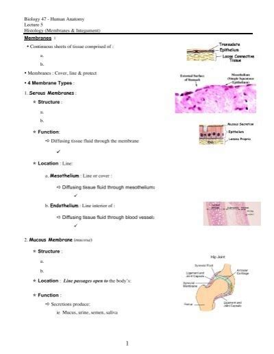 Biology 47 Human Anatomy Lecture 5 Histology Membranes