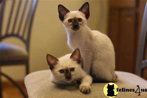 Siamese Kitten For Sale Traditional Seal Point Siamese Kittens In